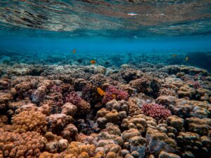 Read more about the article West Africa’s Dying Reefs: A Call to Save an Ecosystem at the Brink of Extinction