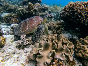 Read more about the article Under Siege: The Fight to Save Coral Reefs from Bleaching