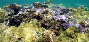 Read more about the article The Silent Killer: How Ocean Acidification Threatens Marine Life