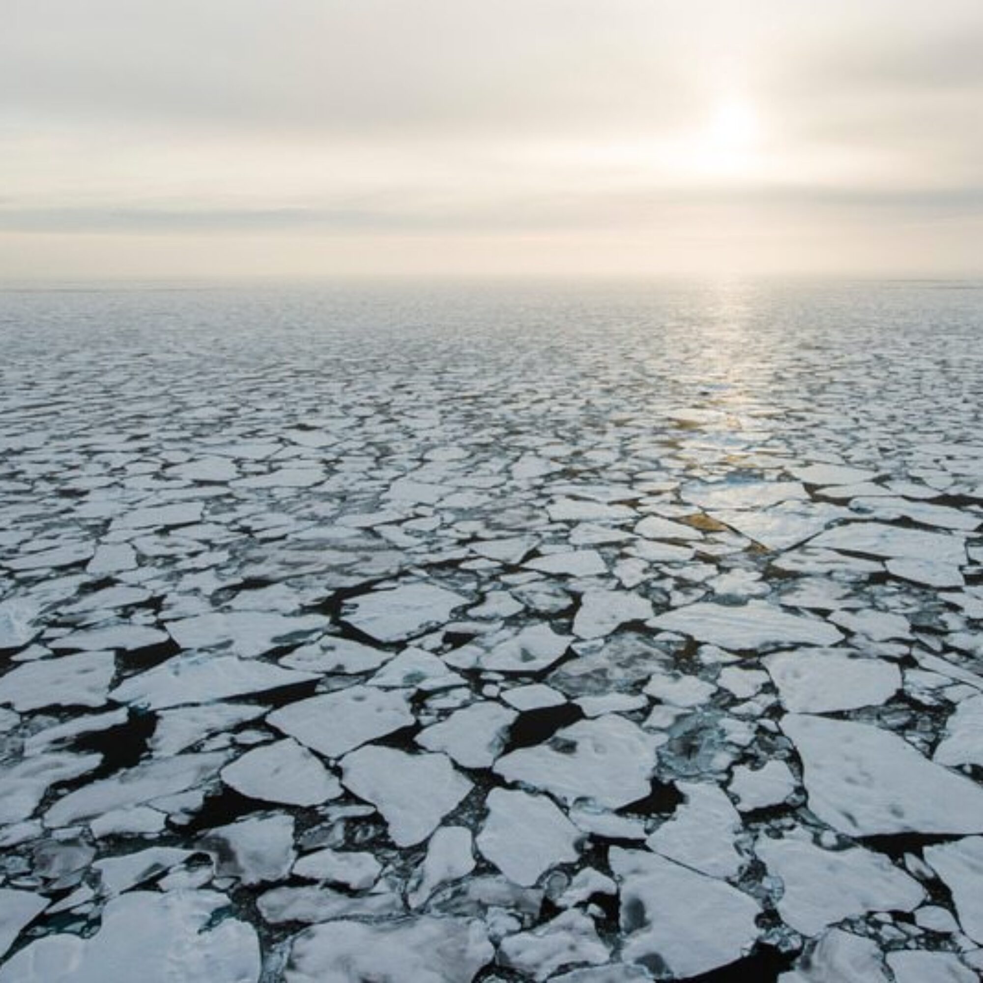 Vanishing Under the Ice: The Urgent Need to Protect the Arctic’s Hidden Ecosystems