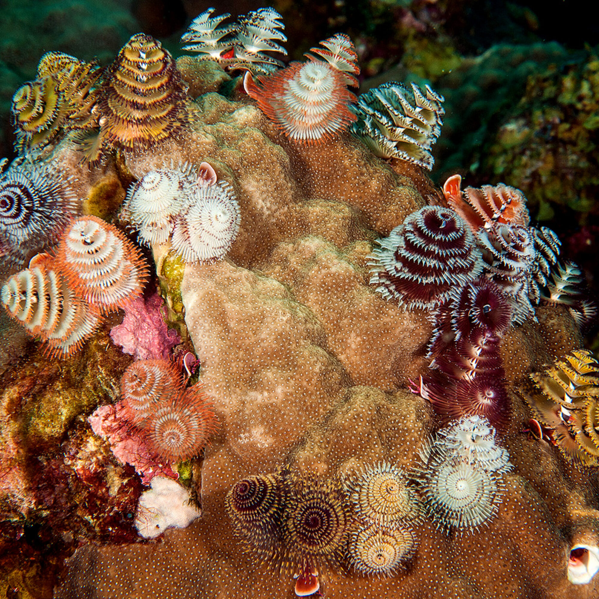 The Ocean’s Beautiful Christmas Tree Worm: A December Delight